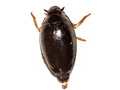 Gyrinus substriatus